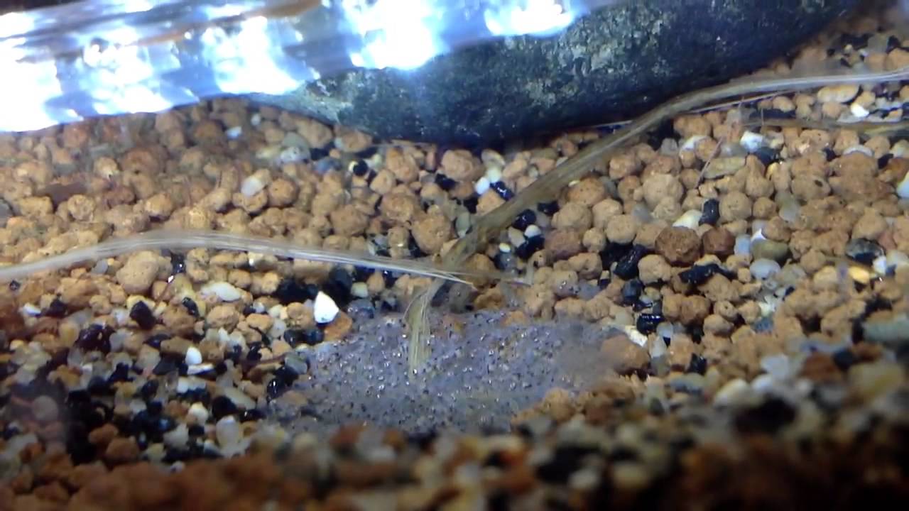 Ramfry Microgeophagus Altispinosa - Bolivian ram fry starting to f - YouTube