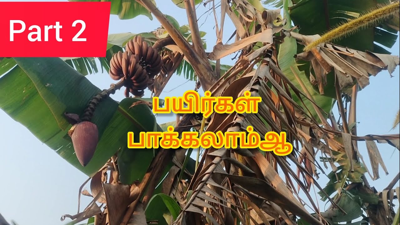 செவ்வாழை பாக்கலாம் வாங்க   #செவ்வாழை #punivlogs #farming #naturalfarming  #banana #malberry  #puni 