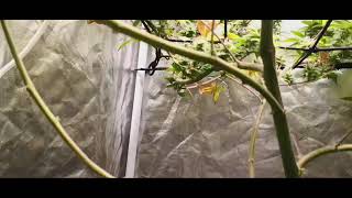 beginner grow guide
