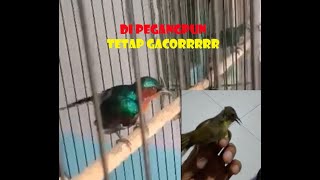 Kumpulan kicauan Kolibri Wulung Gacor (trotol-metalik)