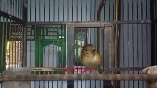 Flamboyan full besetan pancingan burung bahan