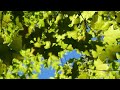 End of video