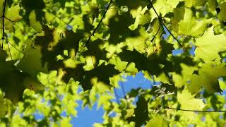 1 Hour of Rustling Leaves Sounds | Leaves Sounds For Meditation and Relax