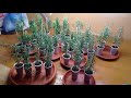 Вырастить розмарин часть 2  Grow rosemary part 2