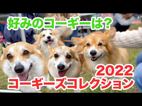 Happy Corgi Family Japan - YouTube
