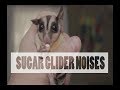 Sugar Glider Noises -  PART ONE