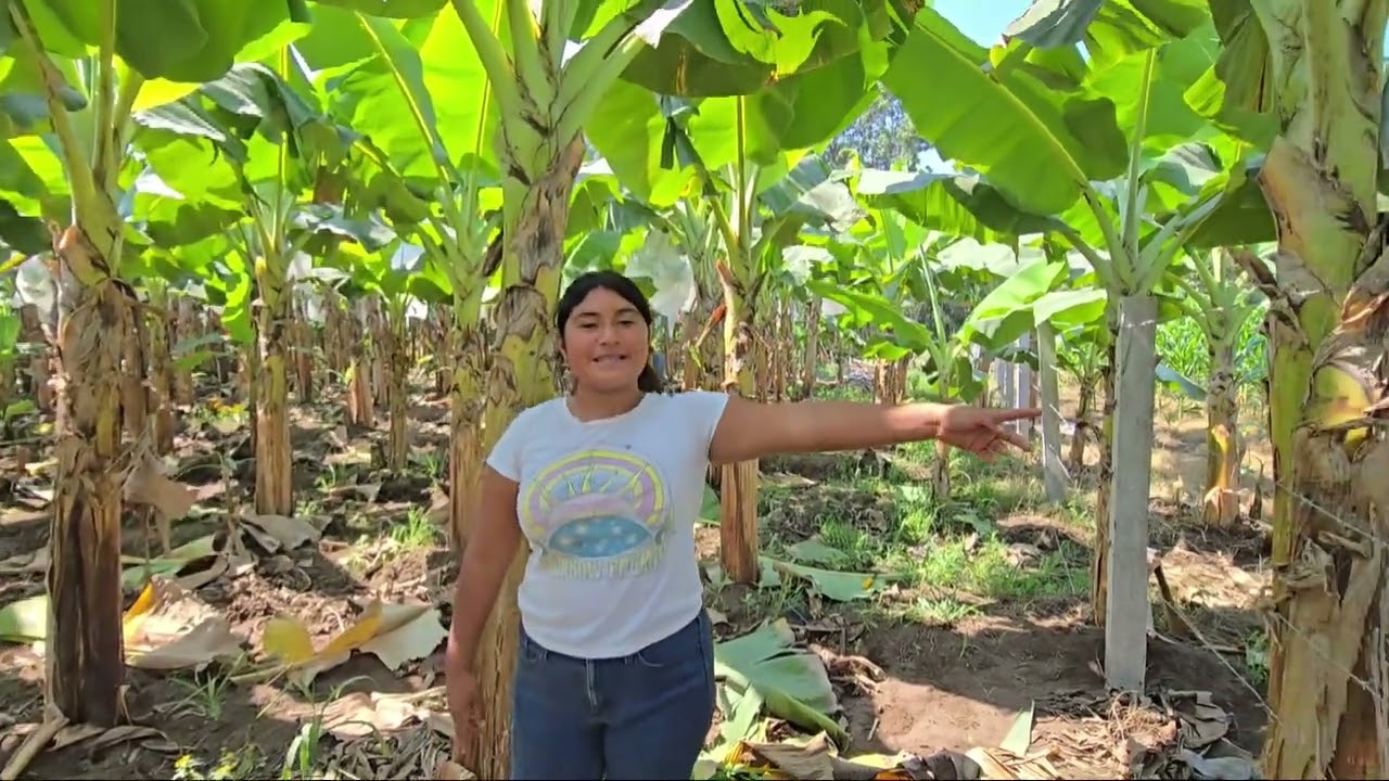 Fuimos a de sojar la platanera 🌴🍂