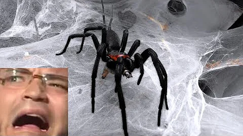 Forsen reacts to Feeding some Funnel & Curtain Web Spiders 4 | Harmonicon, Trechona, Linothele