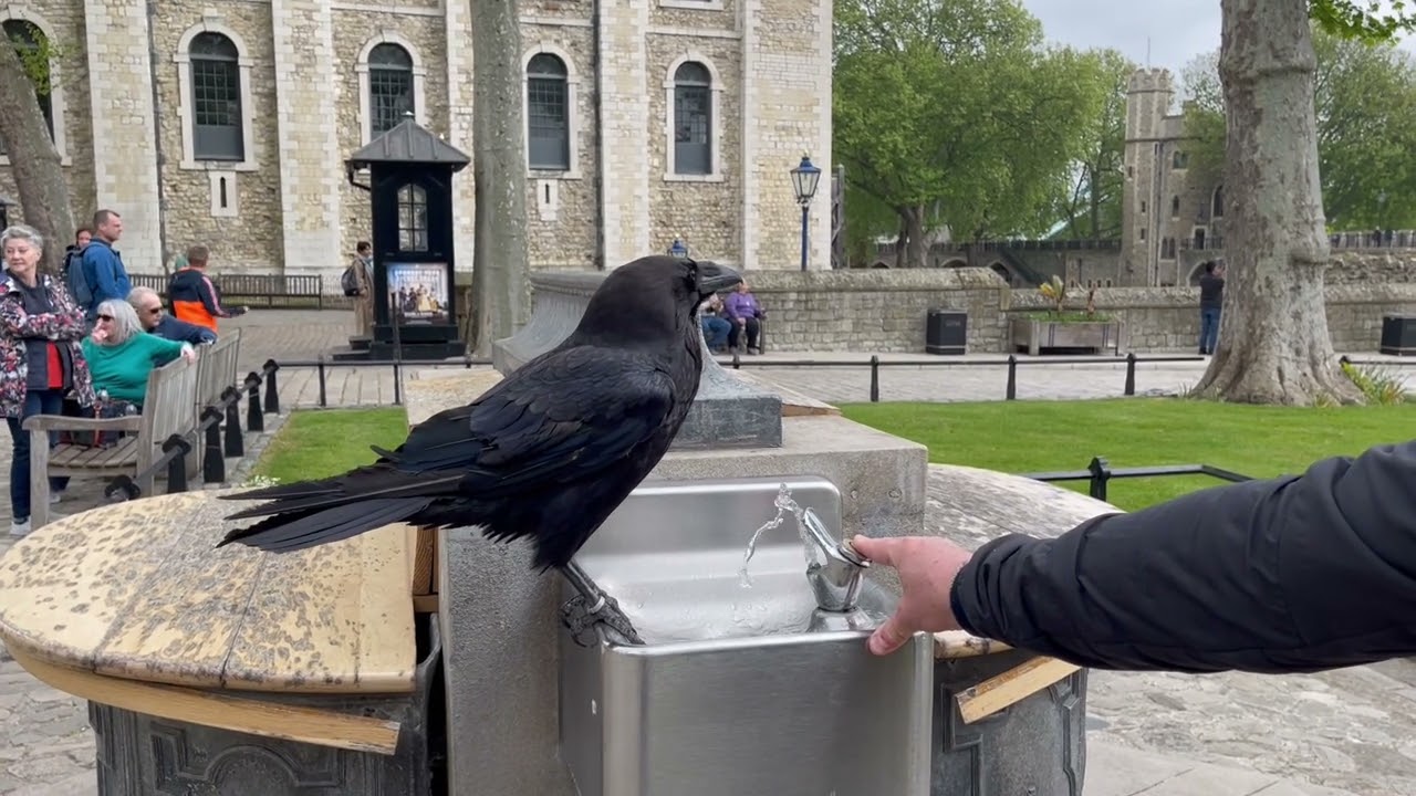 Guy Helps a Raven Drink From Fountain and Gets Bit || ViralHog