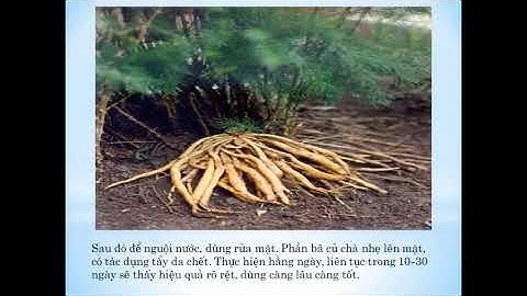 Tác dụng cây thiên môn đông