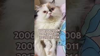 Which year you born? #catshorts #cutecat #funny #fyp #cat #catvideos