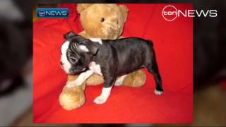 Puppy Scam Net Worth