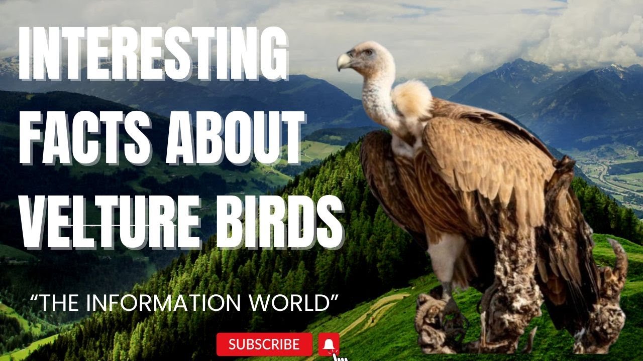 Interesting Facts about Vulture | Facts about Vulture | Vulture Fact Videos | Vulture Bird Videos