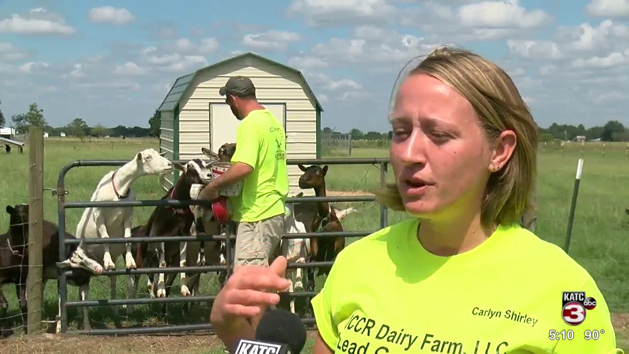 On the Road ICCR Dairy Farm YouTube