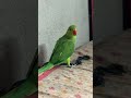 Kya hua mithunko#shorts#viralvideos#funnycomedy#ytshaorts#shortsfeed#comedyvideo#newfunnycomedy