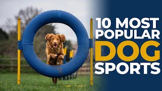 Top 10 Most Popular Dog Sports