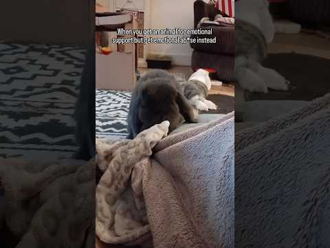 This Isn T What I Expected Funnybunny Rabbit Teammotso 