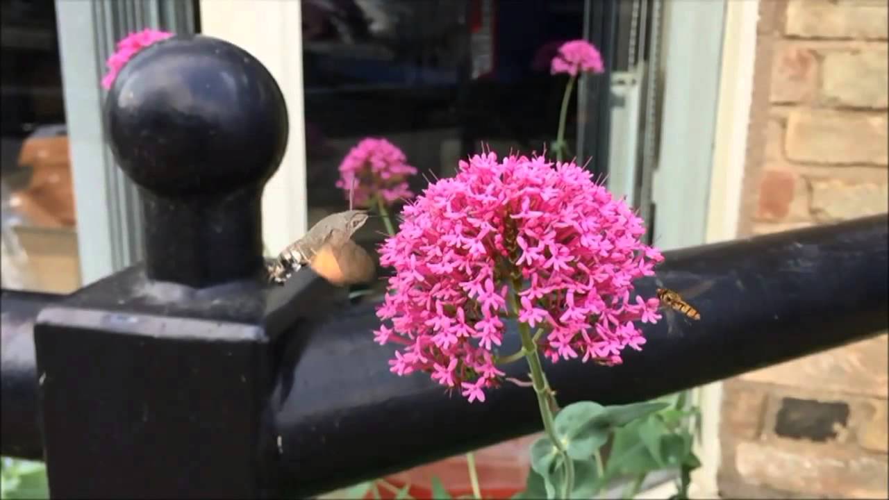 Hummingbird Hawk moth, The Lodge, 9th July 2015 
