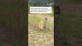 Gatinho laranja surpreende ao encarar cobra venenosa em parque na China #shorts