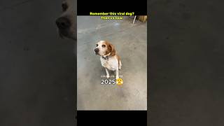 Then 💝 vs now 😞 Legendary memes #nostalgia #dog #legendarymemes