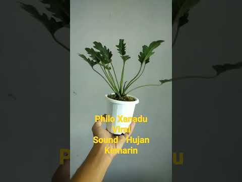 Video: Indoor Philodendron ‘Xanadu’ – Cara Menanam Xanadu Philodendron Houseplant