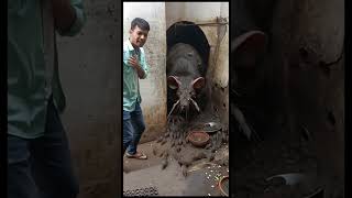 Big Rat in India #rat #india #shocking #shorts