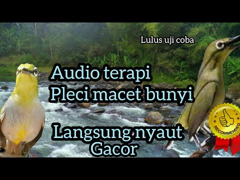 MASTERAN SOGON GACOR.Sogon AGUERO bikin sogon kamu cepet gacor.