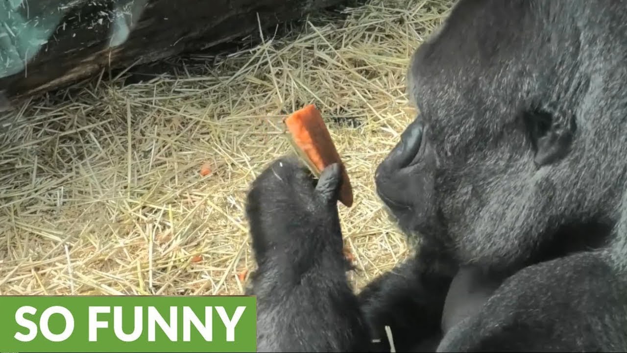 videos for cats Classy gorilla cleans and peels his carrot before eating