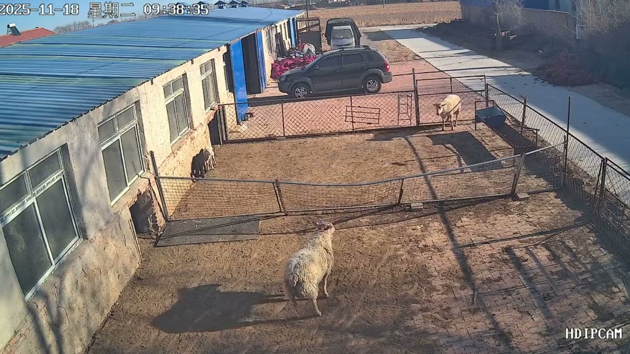 Two aggressive sheep clash against a fence in Xinjiang, China