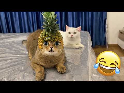 You Laugh You Lose 🤣 Funniest Cats and Dogs of 2026 😹