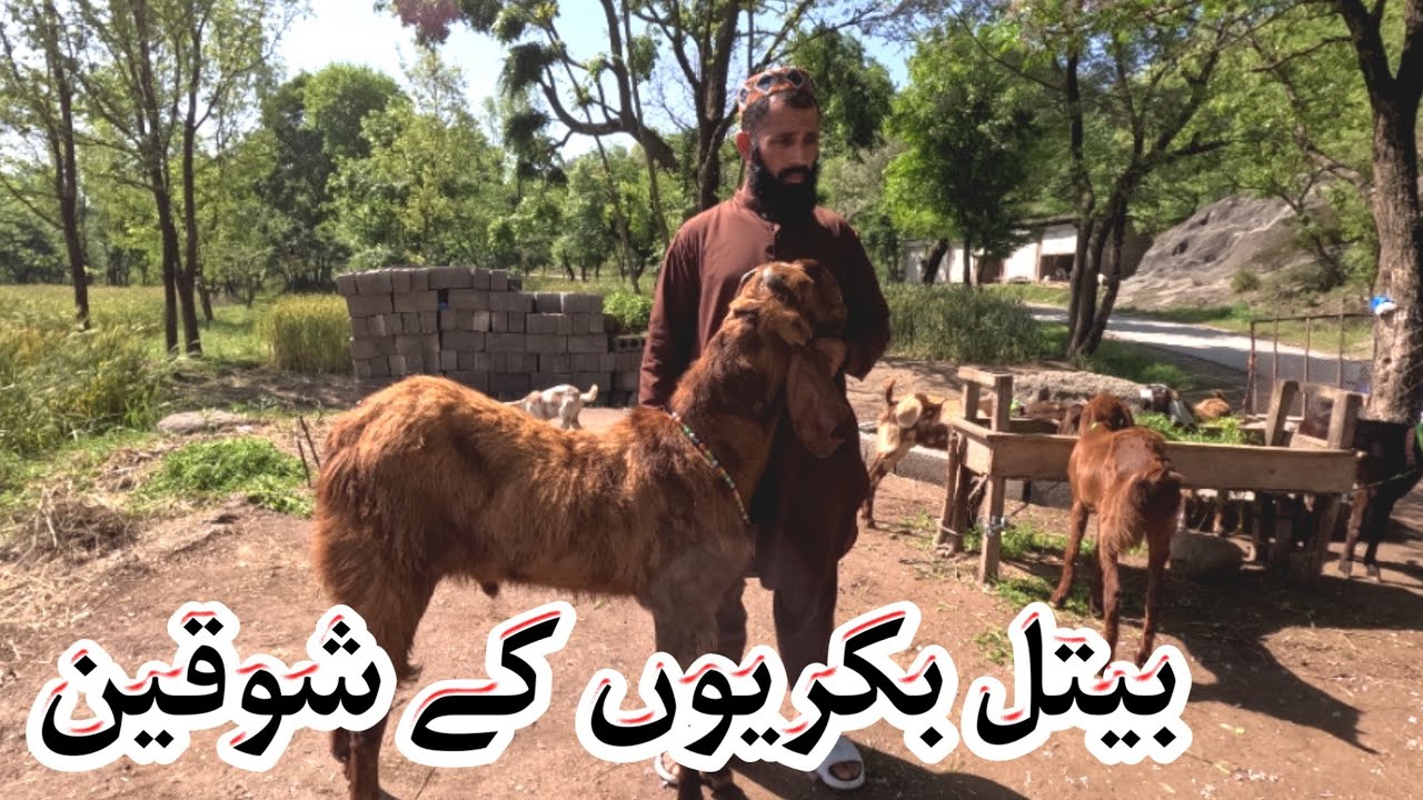 Balwal betel bakryion ke shaqeen logon ke lye tohfa 2024 #goats - YouTube