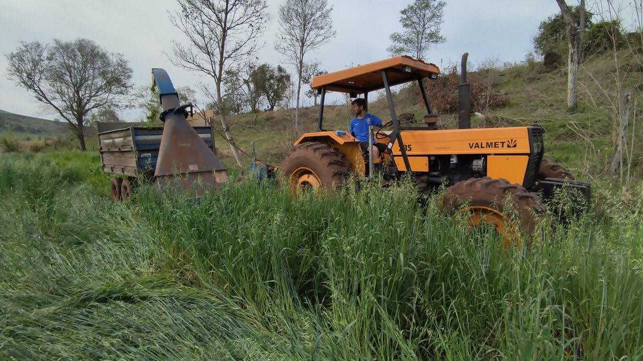 usando a cata capim pela primeira vez com o 785 e se incomodando um pouco ?!