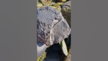 Belemnite Fossil gift from the Sea! 🌊🦑 #fossilhunting #fossils #shorts #coast #rock #sea #beach