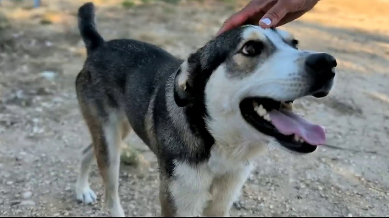 Dog found abandoned with dozens of animals in Schertz has a new home ...