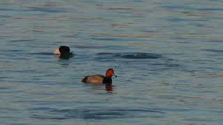 North American Redhead ducks, Canvasbacks, and Greater Scaup dive and feed as they swim about