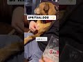 Spiritual Dog on his spiritual journey #rivadadiva #pregnancy #family #coparenting #animalmatters