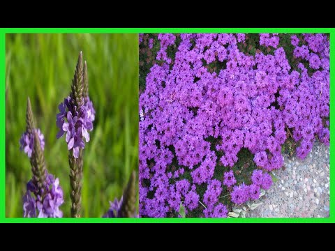 Video: Tipos Y Variedades De Verbena