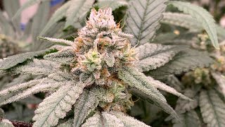 Indoor Cannabis Garden Update Videoooo!