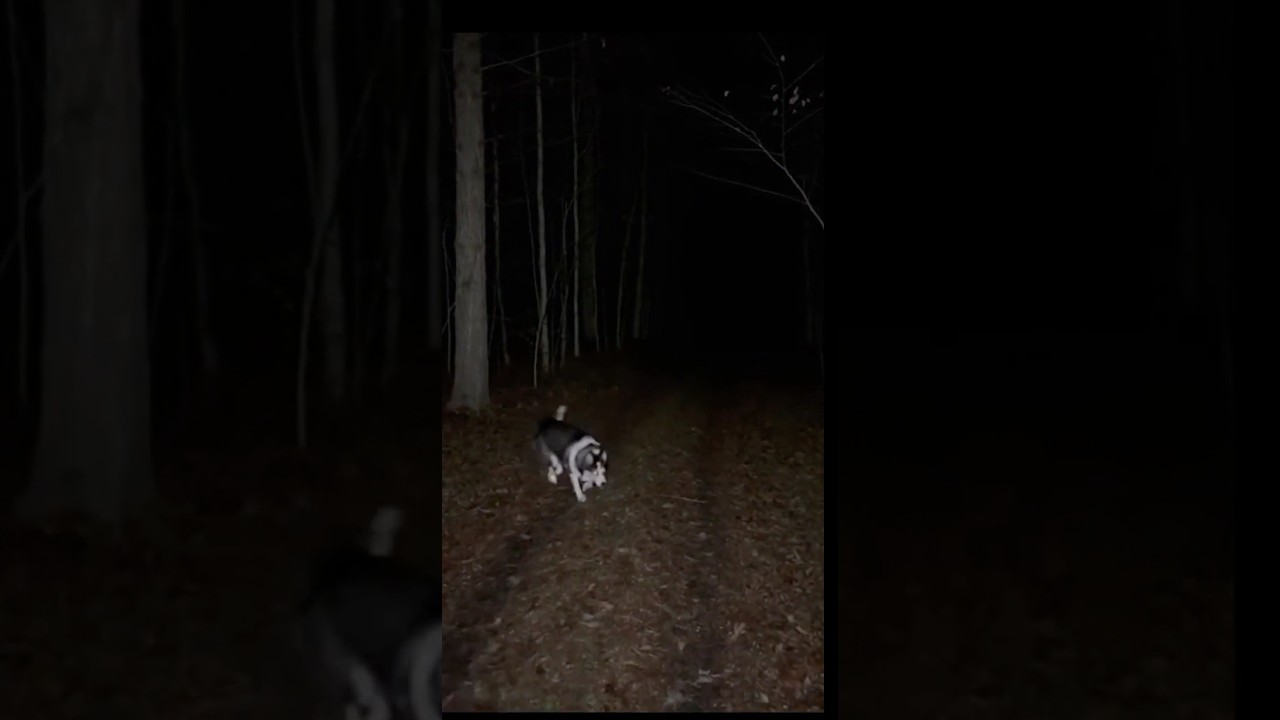 Terrifying Encounter in the Deep Appalachian Mountains at Night - First-Person POV 