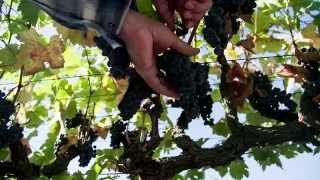 How 2 world-class winemakers got to collaborate on a world class wine