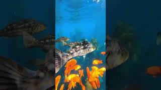 Help Us Save The California Kelp Forest