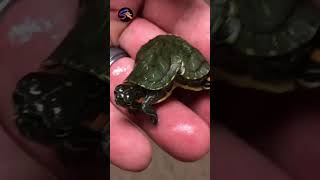 Why tortoise hate black color ? #shorts  #viral #suspense