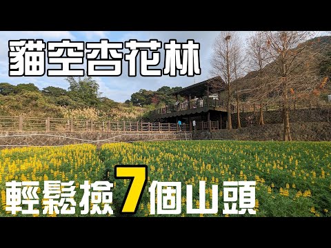 2024貓空杏花林，廣達二甲的杏花林，花開三成，2月底前，魯冰花花繁葉茂，到貓空走春賞花，正是時候，輕鬆收入七座山頭。