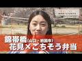 春限定！桜×絶品ランチ弁当🌸岩国で楽しむお花見グルメ【わたぼうし】 #野口緒美
