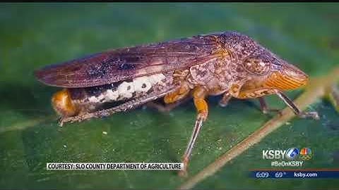 Insect that poses a danger to vineyards found in San Luis Obispo