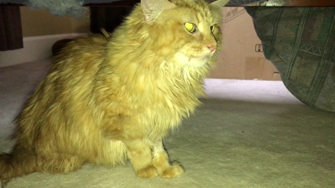 Lionel Cat breathing with pneumonia 