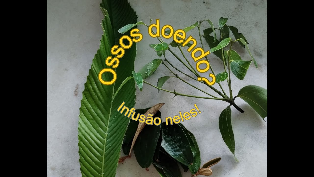 Folhas em infusão para banhar os ossos.