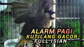KUTILANG GACOR FULL ISIAN 