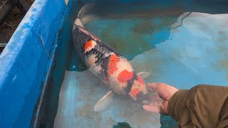 錦鯉飼育 プラ舟400 2020.10.5 水量400Lでどれだけ飼える？ - YouTube