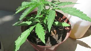 Weed/Cannabis Grow(OUTDOOR):VEGETATIVE STAGE PART 1